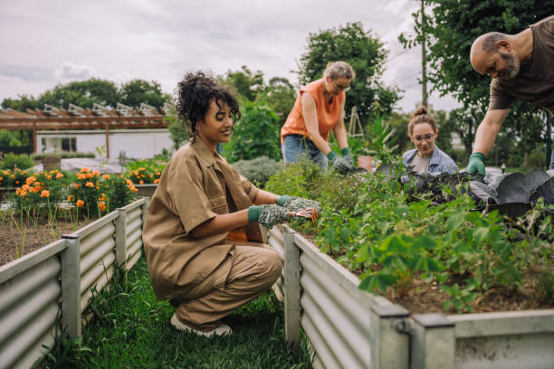 Volunteers tending raised garden beds together outdoors